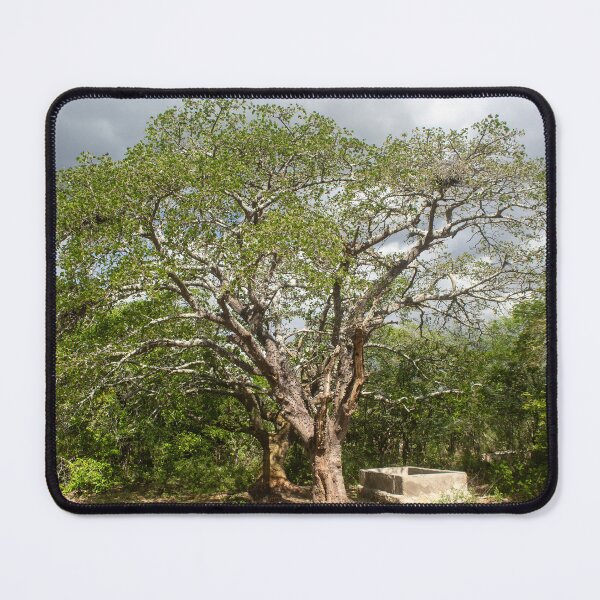 Item preview, mulungu tree in brazil designed and sold by felipequeiroz.