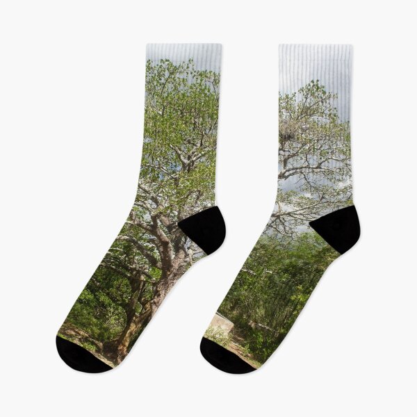 Item preview, mulungu tree in brazil designed and sold by felipequeiroz.