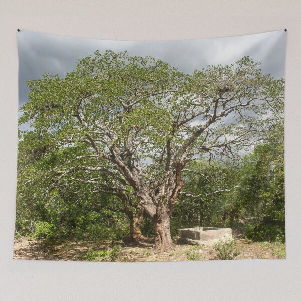 Item preview, mulungu tree in brazil designed and sold by felipequeiroz.