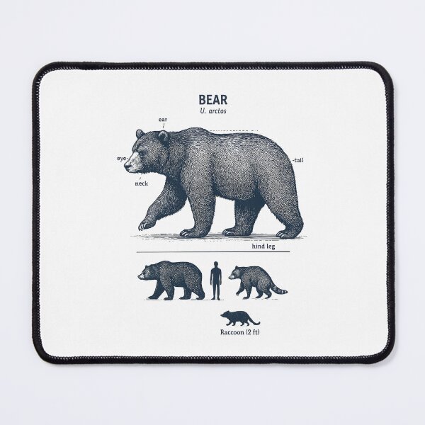 Item preview, Bear Anatomy designed and sold by TheFlying6.