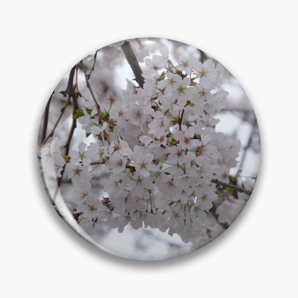 Artikelvorschau, Kirschblüten-Fotografie in Nahaufnahme 02 entworfen und verkauft von tenkenryujin.
