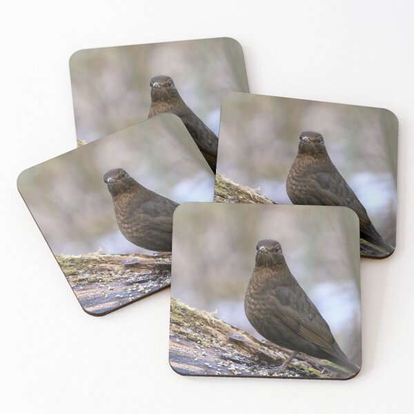 Item preview, Awake. Eurasian blackbird designed and sold by Jouko Lehto Photography.
