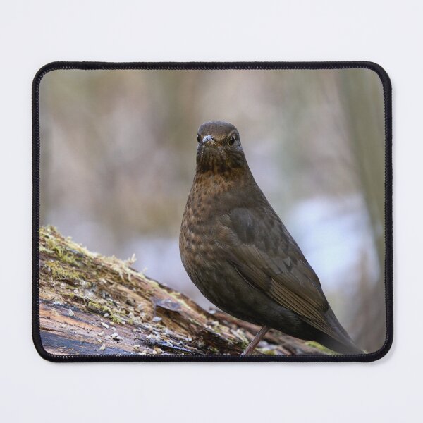 Item preview, Awake. Eurasian blackbird designed and sold by Jouko Lehto Photography.