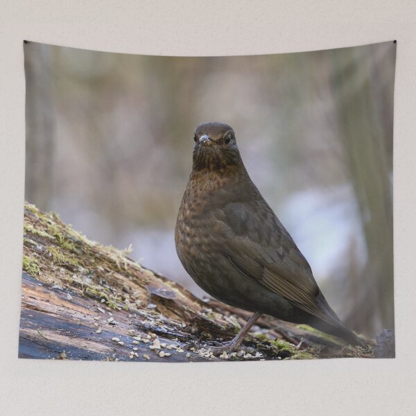 Item preview, Awake. Eurasian blackbird designed and sold by Jouko Lehto Photography.