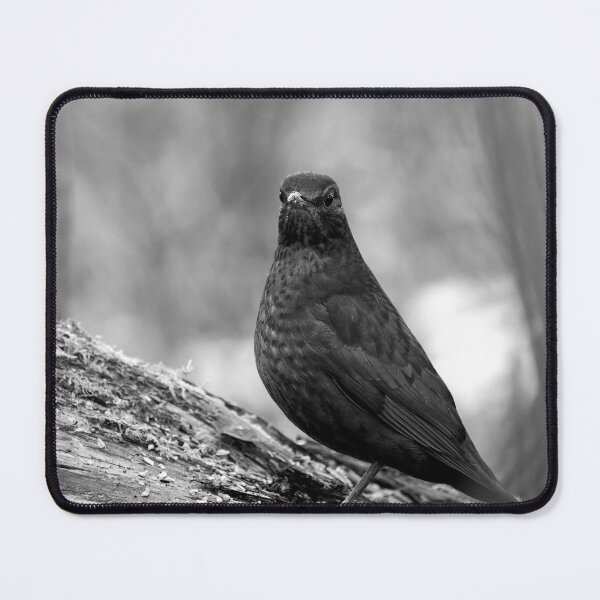 Item preview, Awake. Eurasian blackbird bw designed and sold by Jouko Lehto Photography.