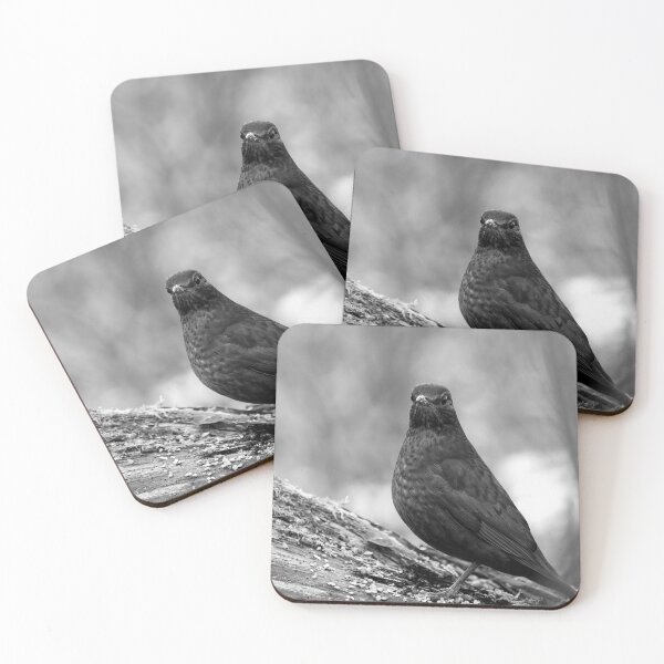 Item preview, Awake. Eurasian blackbird bw designed and sold by Jouko Lehto Photography.