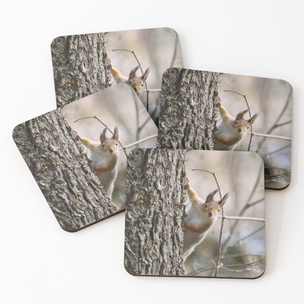 Item preview, Tsau. Red squirrel designed and sold by Jouko Lehto Photography.