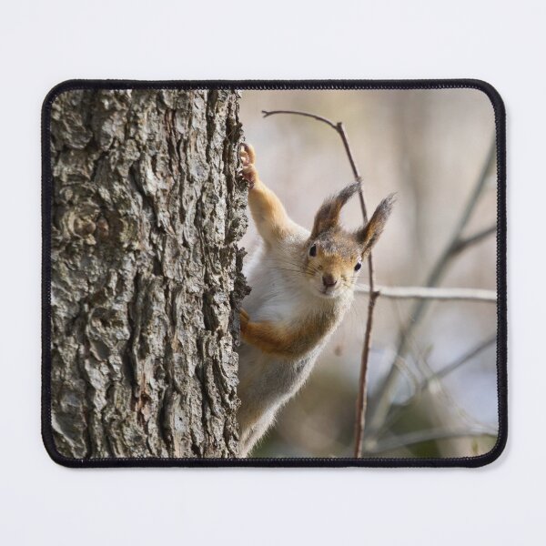 Item preview, Tsau. Red squirrel designed and sold by Jouko Lehto Photography.