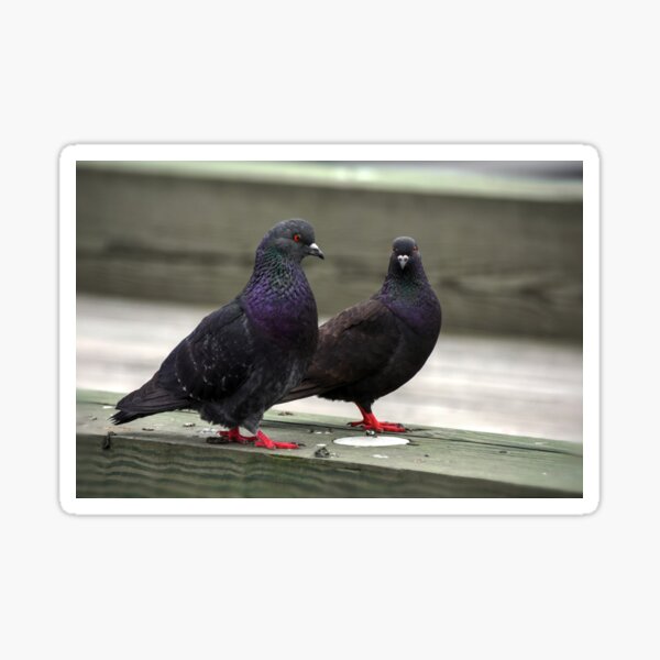 Item preview, Standing on the Poop Deck!!! designed and sold by Poete100.