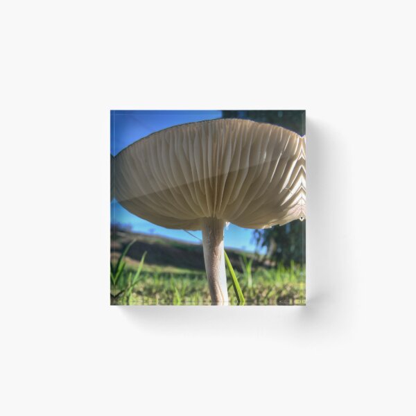 Item preview, Slicing Gills designed and sold by Larry Davis.