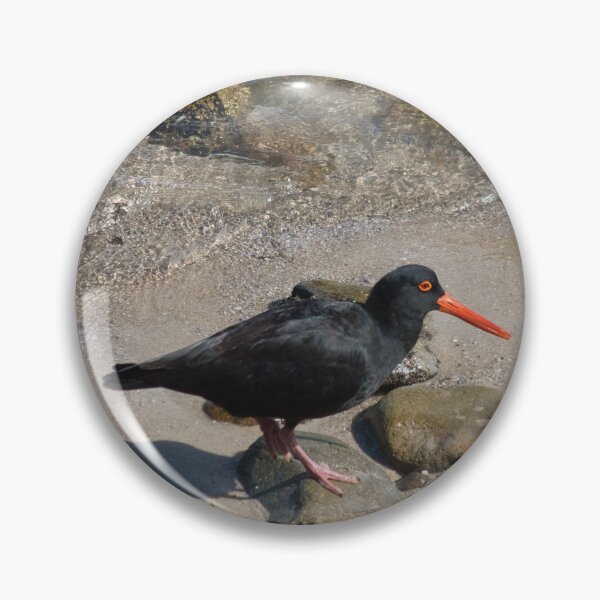 Item preview, Oystercatcher designed and sold by beerman70.