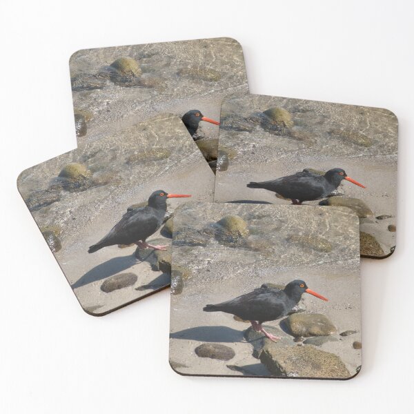 Item preview, Oystercatcher designed and sold by beerman70.
