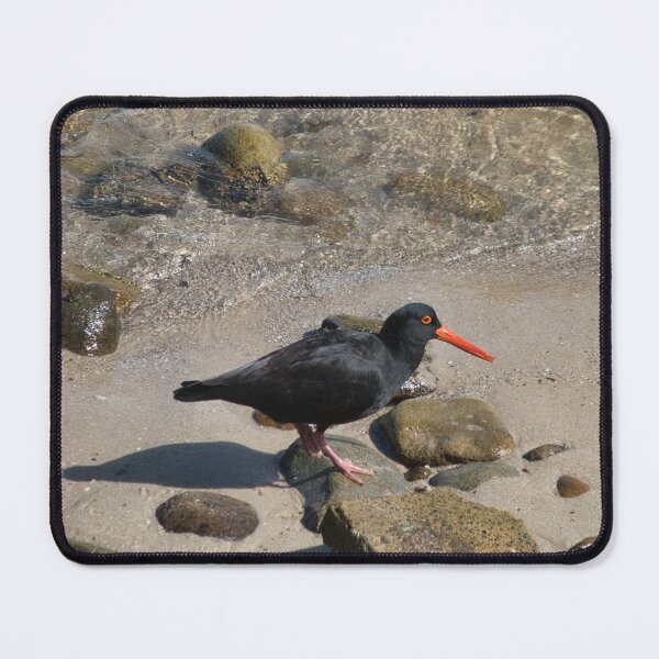 Item preview, Oystercatcher designed and sold by beerman70.