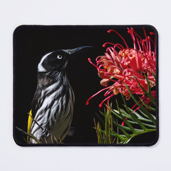 Item preview, New Holland Honeyeater black background designed and sold by Mslphotography.