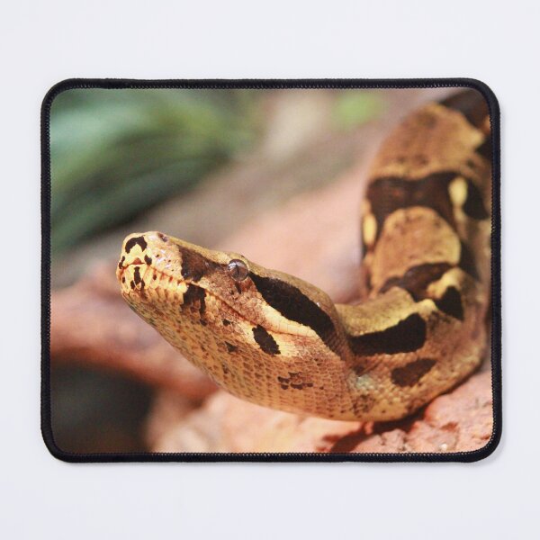 Item preview, Boa Constrictor Portrait designed and sold by smh2.