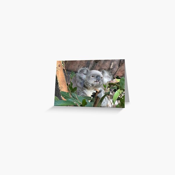 Item preview, Koala Portrait designed and sold by smh2.