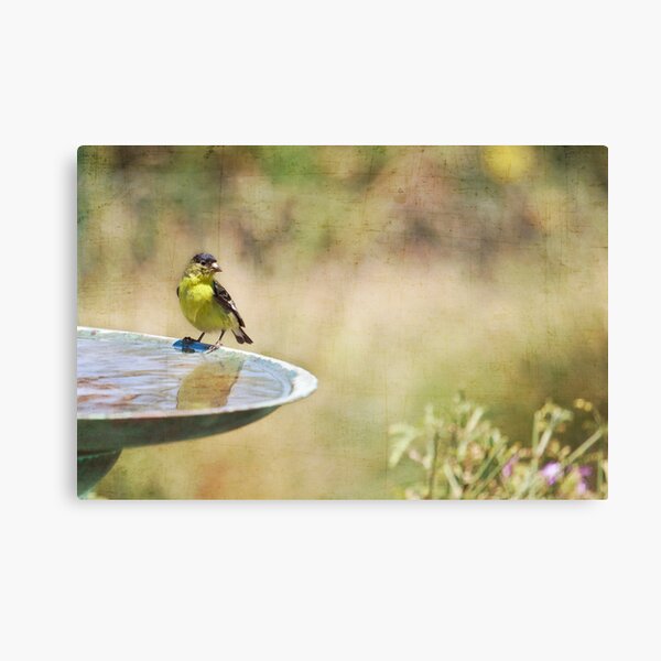A Yellow Bird on a Fountain Canvas Print