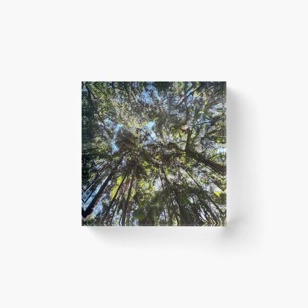 Item preview, Australian Rainforest Trees and Sky designed and sold by smh2.