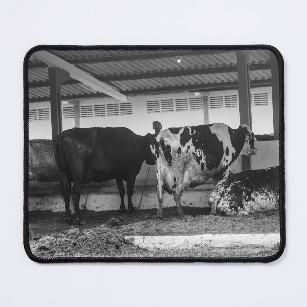 Item preview, cows eating in the stable 2 designed and sold by felipequeiroz.