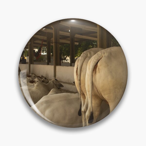Item preview, nelore eating in the stable  designed and sold by felipequeiroz.