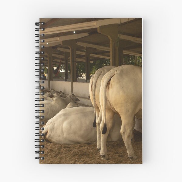 Item preview, nelore eating in the stable  designed and sold by felipequeiroz.