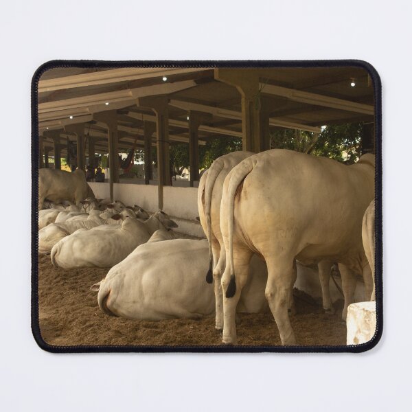 Item preview, nelore eating in the stable designed and sold by felipequeiroz.