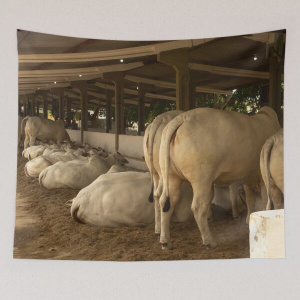 Item preview, nelore eating in the stable  designed and sold by felipequeiroz.