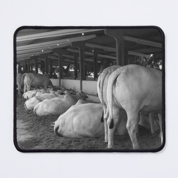 Item preview, nelore eating in the stable designed and sold by felipequeiroz.