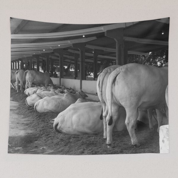 Item preview, nelore eating in the stable designed and sold by felipequeiroz.