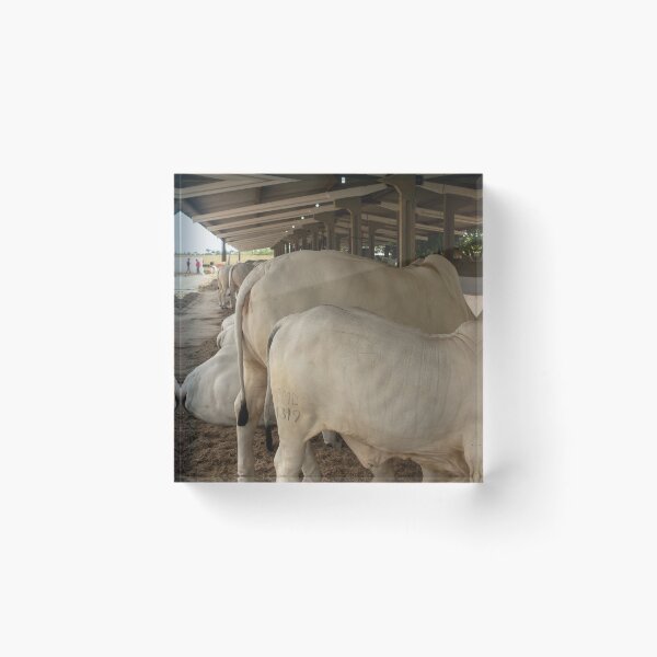 Item preview, nelores eating in the stable designed and sold by felipequeiroz.