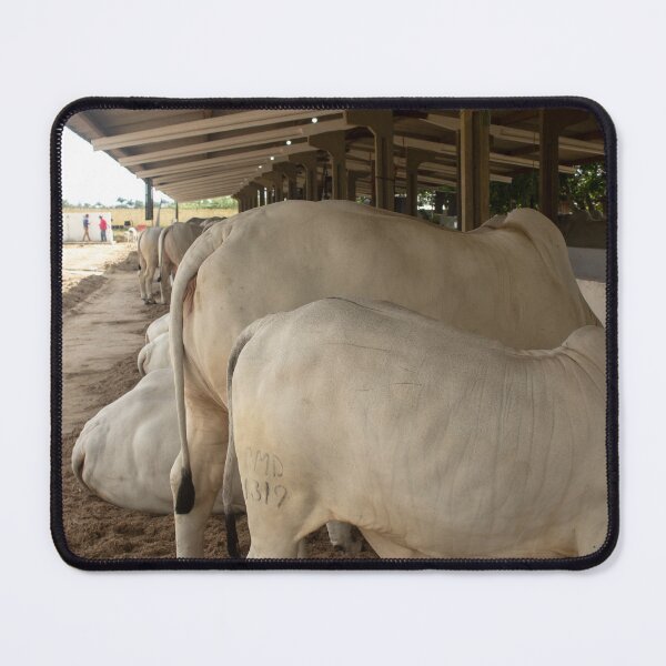 Item preview, nelores eating in the stable designed and sold by felipequeiroz.