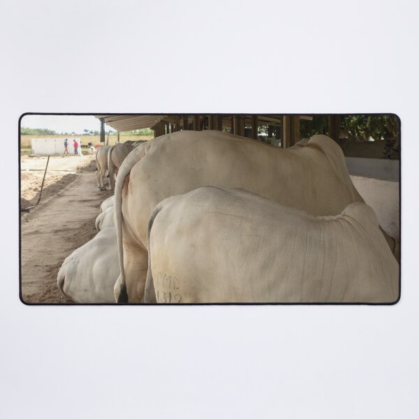 Item preview, nelores eating in the stable designed and sold by felipequeiroz.