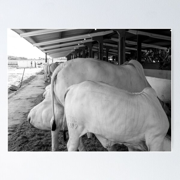 Item preview, nelore eating in the stable 4 designed and sold by felipequeiroz.