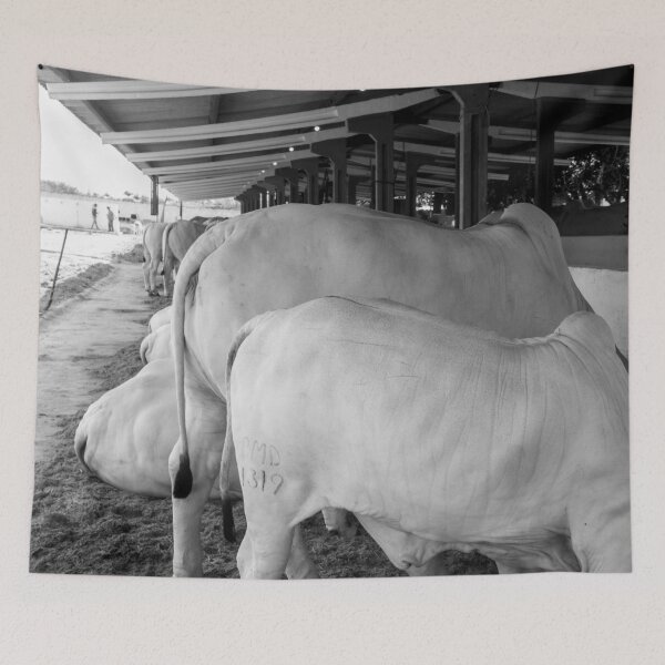 Item preview, nelore eating in the stable 4 designed and sold by felipequeiroz.