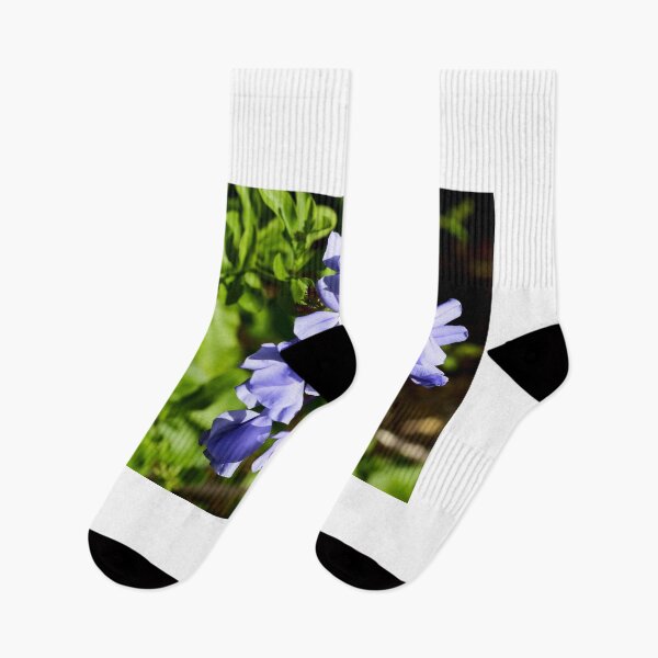 Item preview, Plumbago auriculata  designed and sold by MercerImages.