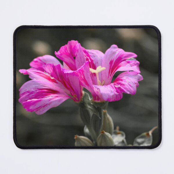 Item preview, Farewell To Spring Flower color isolation photo designed and sold by Cblifeisgood.