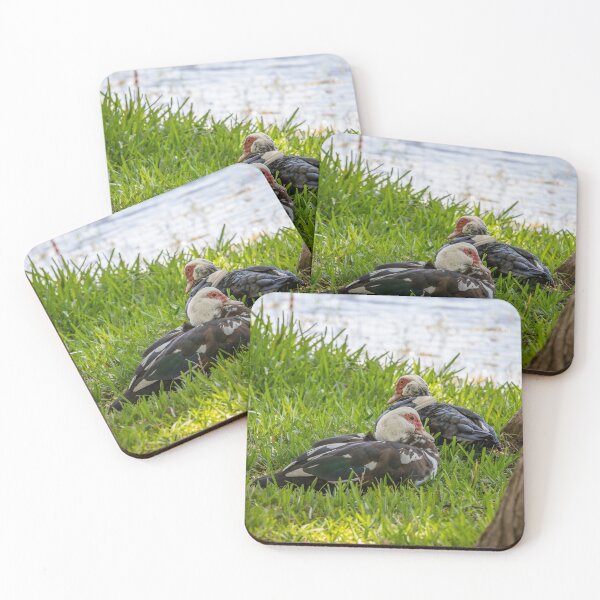 Item preview, Muscovy Ducks at Crest Lake Park 1 designed and sold by jrtwynam.