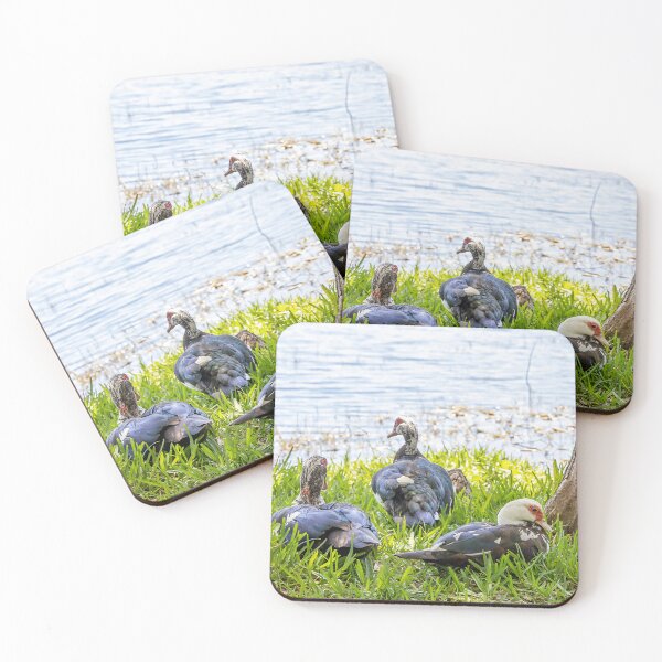 Item preview, Muscovy Ducks at Crest Lake Park 3 designed and sold by jrtwynam.