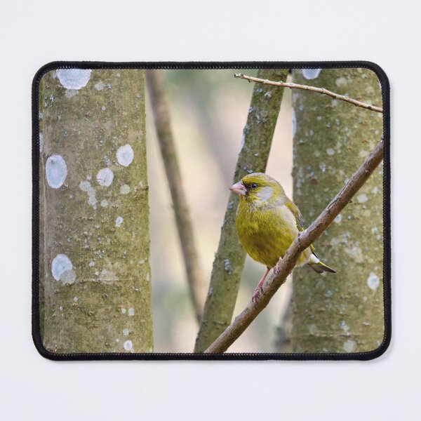 Item preview, By the aspens. Greenfinch designed and sold by Jouko Lehto Photography.