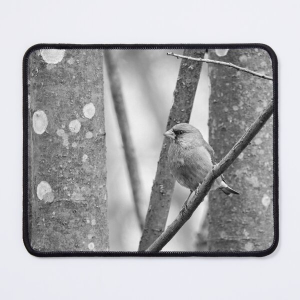 Item preview, By the aspens. Greenfinch bw designed and sold by Jouko Lehto Photography.