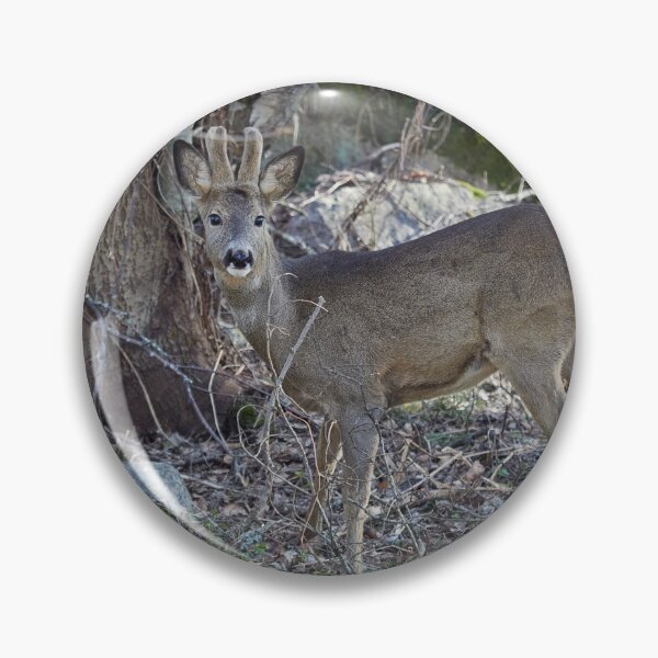Item preview, Bushlife. Roe deer designed and sold by Jouko Lehto Photography.