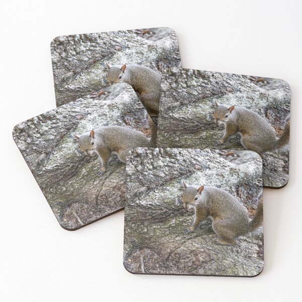 Item preview, Squirrel in Celebration, Florida designed and sold by jrtwynam.