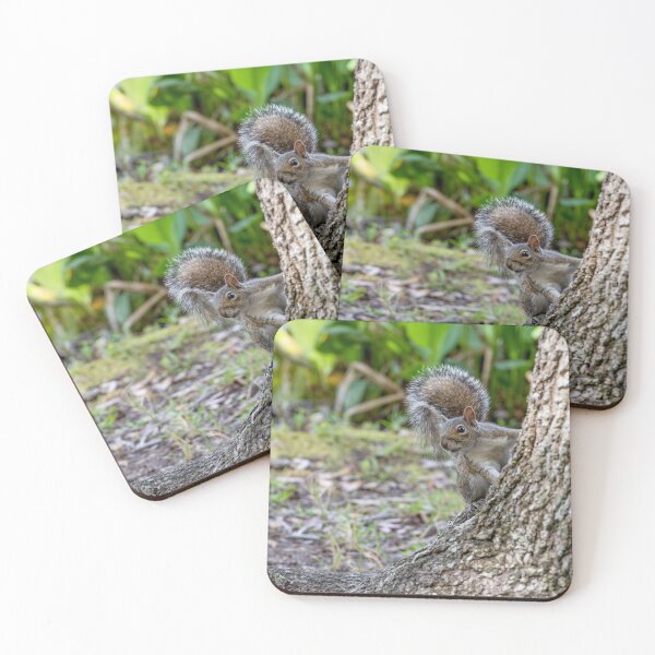 Item preview, Squirrel in Celebration, Florida 2 designed and sold by jrtwynam.
