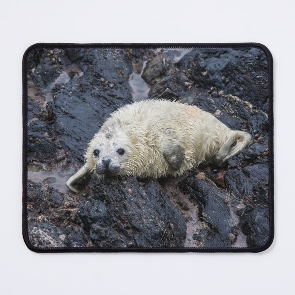 Item preview, Grey Seal Pup designed and sold by Raymond Kerr.