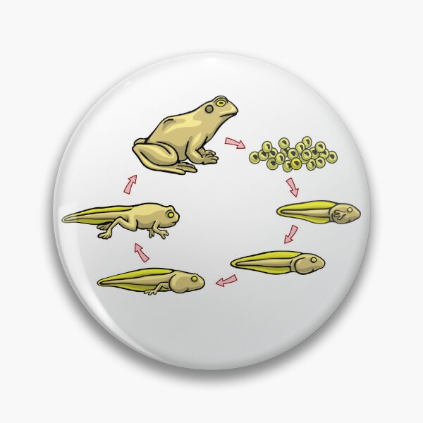 Item preview, Frog Life Cycle - Amphibian Biology Daigram designed and sold by taylorcustom.