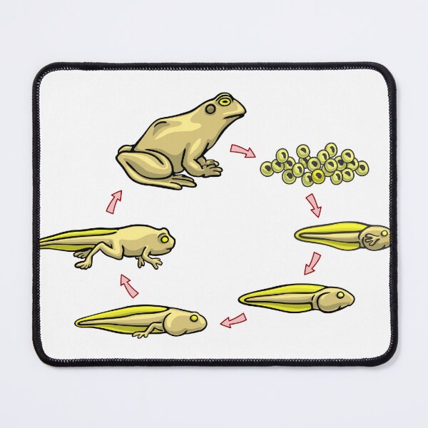 Item preview, Frog Life Cycle - Amphibian Biology Daigram designed and sold by taylorcustom.