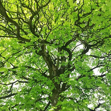 Artwork thumbnail, Spring green tree by esvb