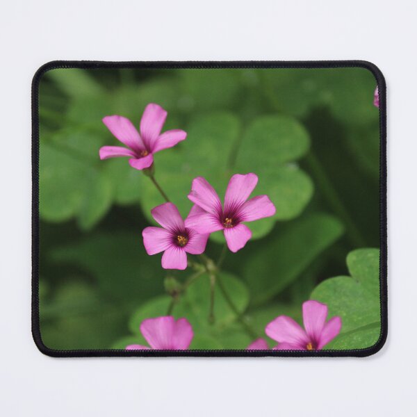 Item preview, Pink Sorrel designed and sold by Hannah Free Photography.