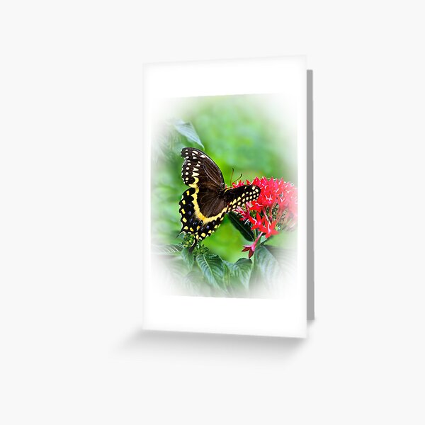 Item preview, Black Swallowtail Butterfly designed and sold by ginawaltersdorf.