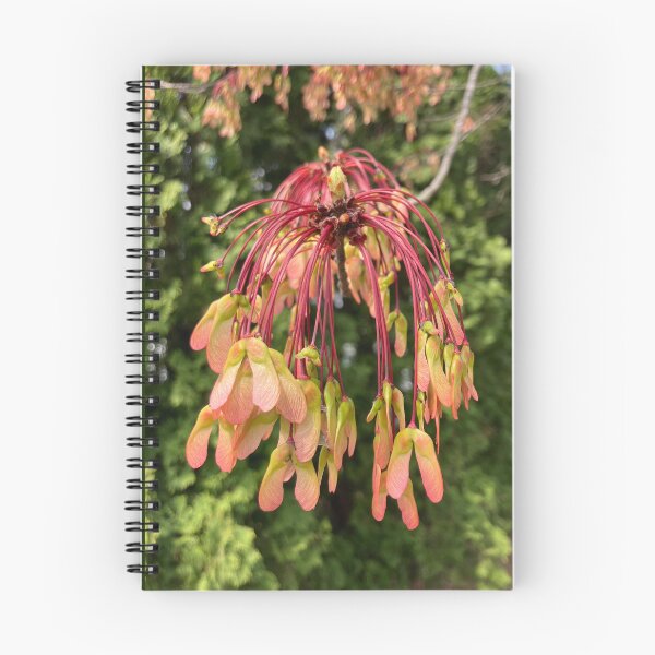 Item preview, Developing Red Maple Seeds  designed and sold by Amanda1775.